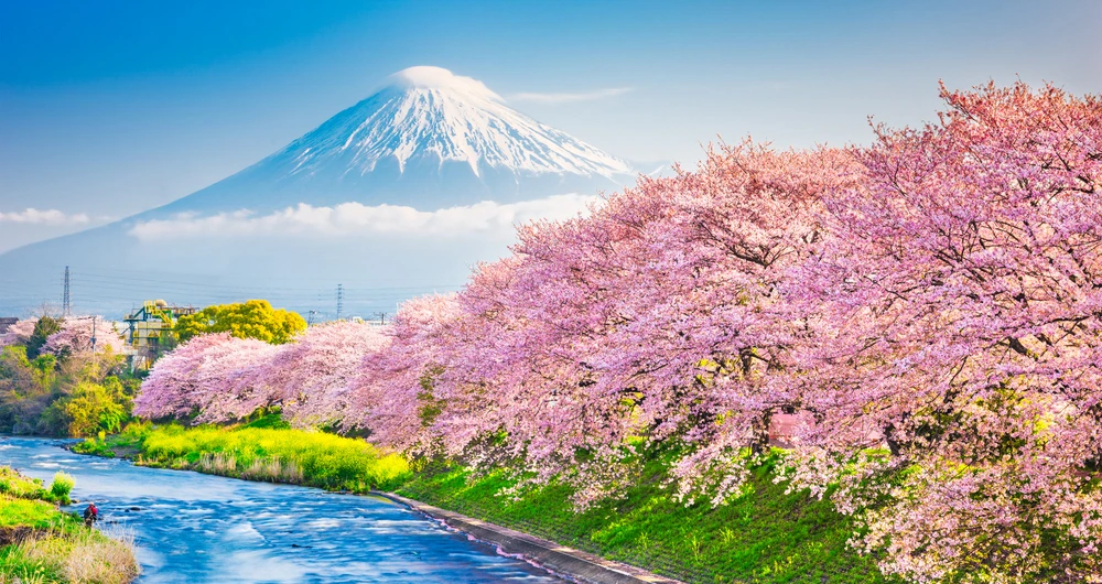 Hanami: la fioritura dei ciliegi in Giappone